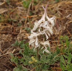 Delphinium carolinianum virescens