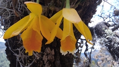 Prosthechea karwinskii