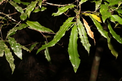Macadamia ternifolia