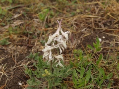 Delphinium carolinianum virescens