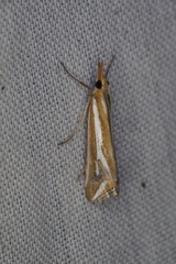 Hednota parahoplitella