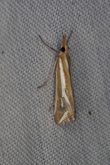 Hednota parahoplitella