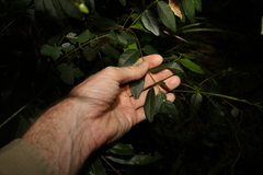 Derris involuta