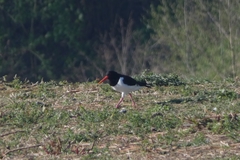 Haematopus ostralegus