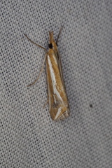 Hednota parahoplitella