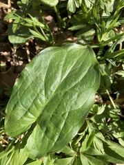 Arum cylindraceum