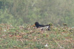 Haematopus ostralegus