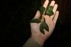 Derris involuta