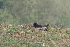 Haematopus ostralegus