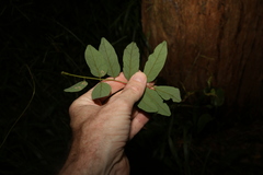 Derris involuta