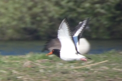 Haematopus ostralegus