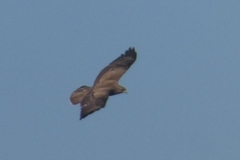 Buteo buteo