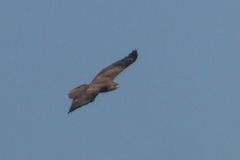 Buteo buteo