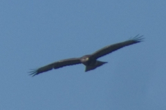 Buteo buteo