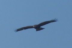 Buteo buteo
