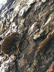 Hymenochaete setipora
