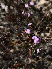 Muraltia dispersa