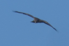 Buteo buteo