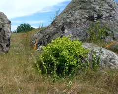 Vincetoxicum hirundinaria hirundinaria