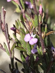 Muraltia dispersa