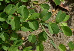 Chamaecrista rotundifolia