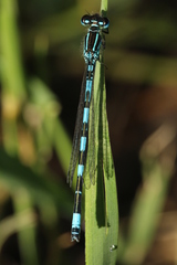 Coenagrion mercuriale
