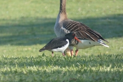 Haematopus ostralegus