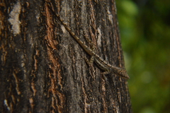 Anolis bonairensis
