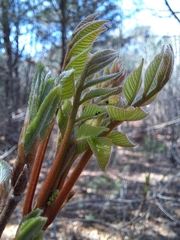 Toxicodendron trichocarpum