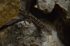 Anolis bonairensis