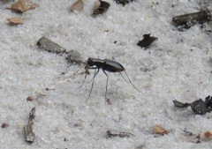 Cicindela