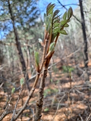 Toxicodendron trichocarpum