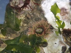 Anthopleura fuscoviridis