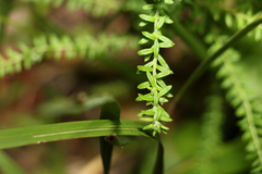 Ozothamnus rufescens