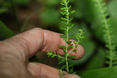 Ozothamnus rufescens