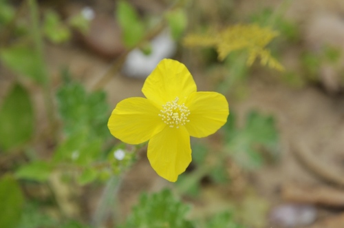 Dicranostigma leptopodum, photograph 6