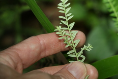 Ozothamnus rufescens