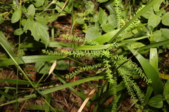 Ozothamnus rufescens