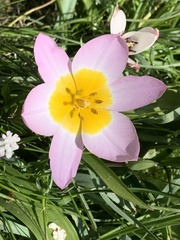 Tulipa saxatilis