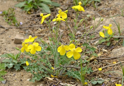 Dicranostigma leptopodum, photograph 3