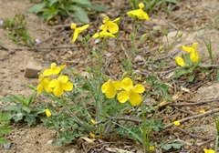 Dicranostigma leptopodum, photograph (c) Zinogre, some rights reserved (CC BY-SA)