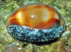 Lyncina ventriculus