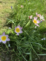 Tulipa saxatilis