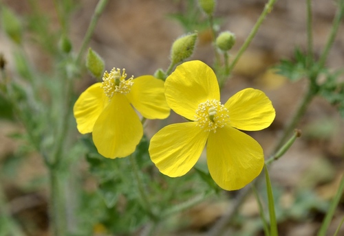 Dicranostigma leptopodum, photograph 4