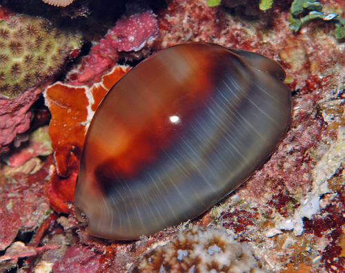 Cypraea ventriculus observed 2009-07-01