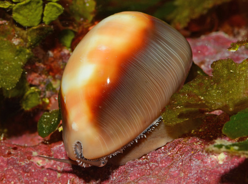 Lyncina ventriculus observed 2012-09-22