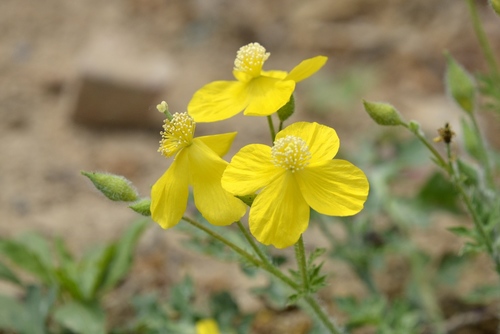 Dicranostigma leptopodum, photograph 5