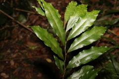 Eupomatia bennettii