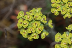 Euphorbia seguieriana