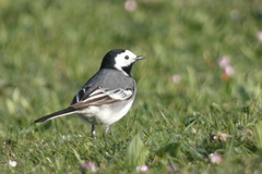 Motacilla alba
